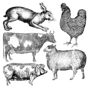 ‘FARM ANIMALS’