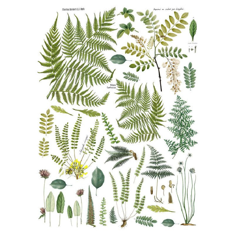 FROND BOTANICAL IOD IMAGE